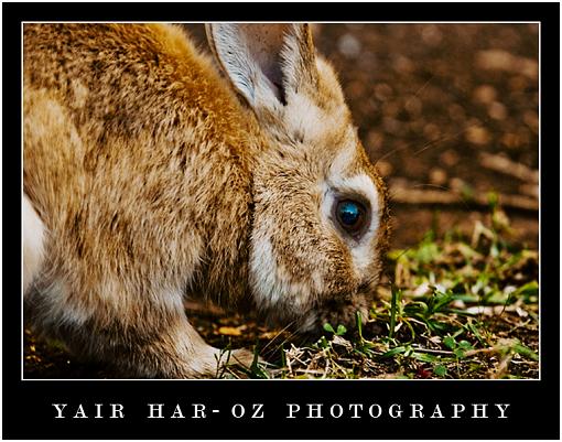 Runny Babbit-rabbit-edited.jpg