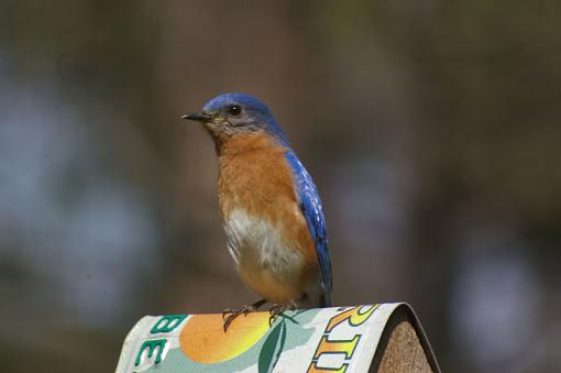 Bluebird Patrol-blue1.jpg