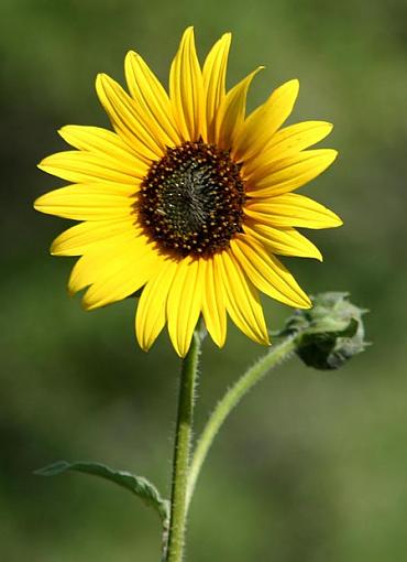 Sunflower-sunflower01-jpeg.jpg