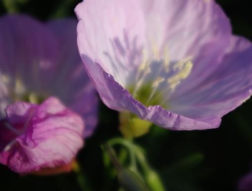 Sharp edge on a petal-imgp0098csr.jpg