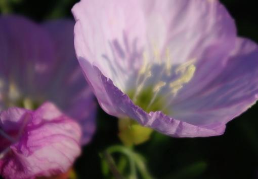 Sharp edge on a petal-imgp0098cs3r.jpg