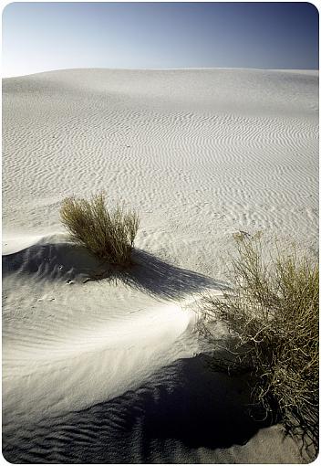 Dunes and Bush-whitesands20_march2008_rounded_px800.jpg