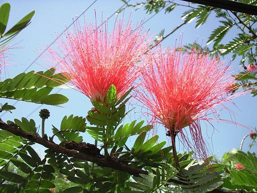 Nepal's Official Flower-nepalflower.jpg