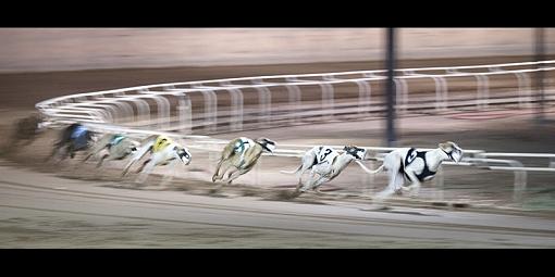 Mach 5-dogs3web.jpg