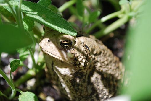 The Toad-toad.jpg