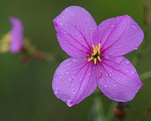 Rainy Day Boredom - A few from today-purple-wildflower-raindrops-800.jpg