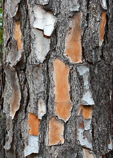 Rainy Day Boredom - A few from today-tree-bark-abstract-500-color.jpg