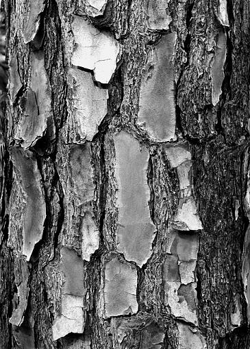 Rainy Day Boredom - A few from today-tree-bark-abstract-500-bw.jpg