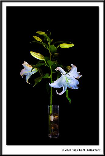 Lilies - need suggestions please.-img_7126_v2.jpg