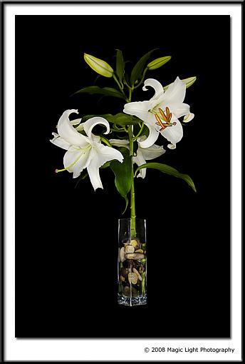 Lilies - need suggestions please.-img_7170.jpg