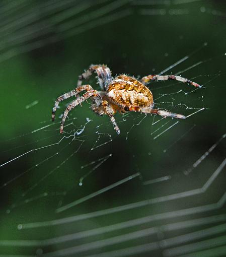 spider close up-spider-2.jpg