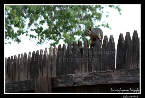 Backyard friend.-squirrel2.jpg