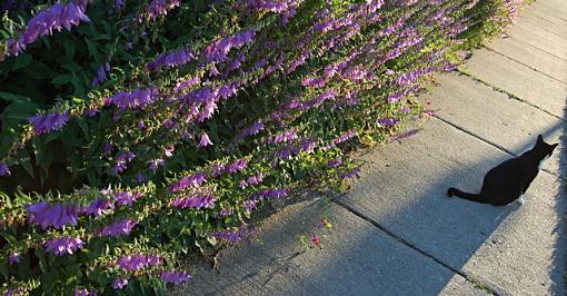 Franzwaz and Flowers-franzwazflowerssm.jpg