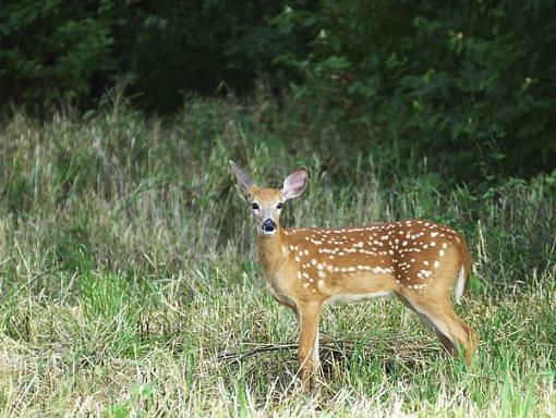 Wildlife Snapshots-pj-youngdeer.jpg