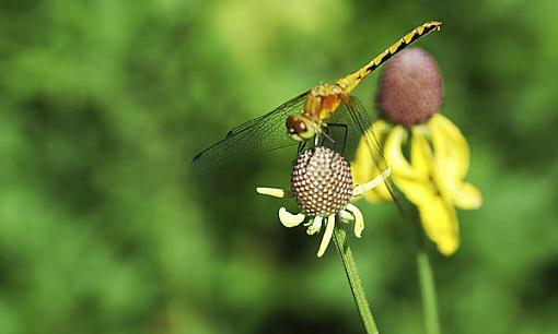 Wildlife Snapshots-pj-dragonfly.jpg