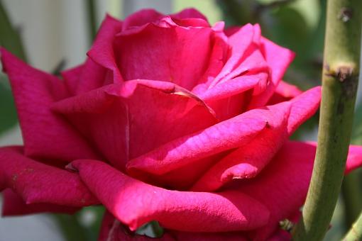 New Kid...New Pics-rose1.jpg