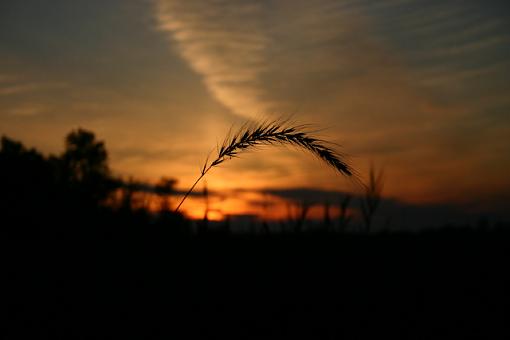 Grasses and Sunset-img_5727.jpg