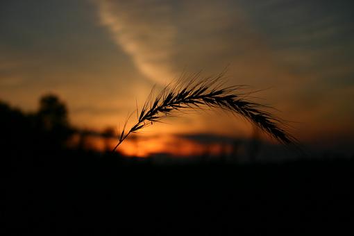 Grasses and Sunset-img_5728.jpg