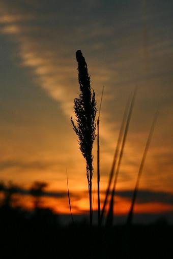 Grasses and Sunset-img_5731.jpg