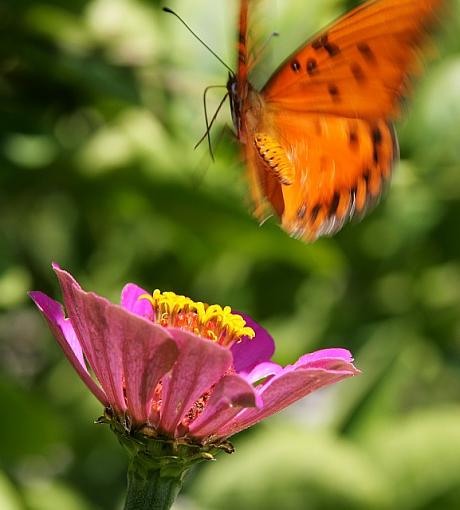 The Fritillary Flit-2061pr.jpg