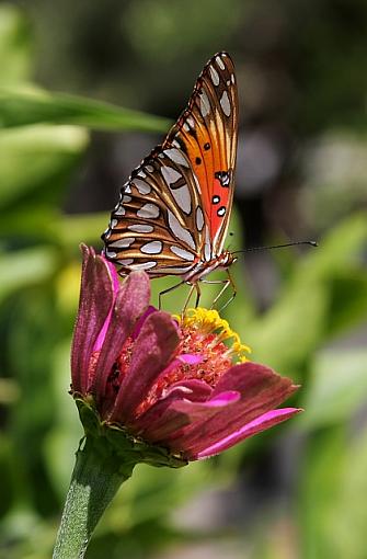 gulf fritillary (the rest of the series)-2069pr.jpg