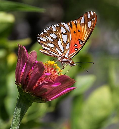 gulf fritillary (the rest of the series)-2072-pr.jpg