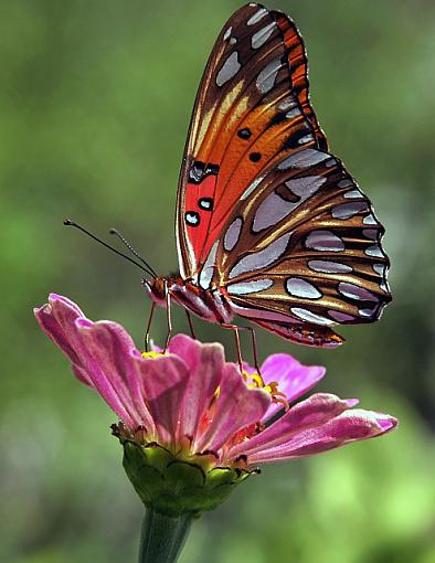 gulf fritillary (the rest of the series)-2083pr.jpg