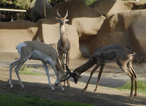 Don't fight over me-_dsc8252_px800.jpg