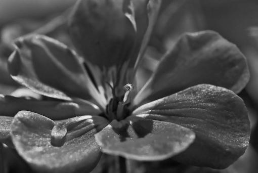 B&amp;W flower-copy-imgp2247r.jpg