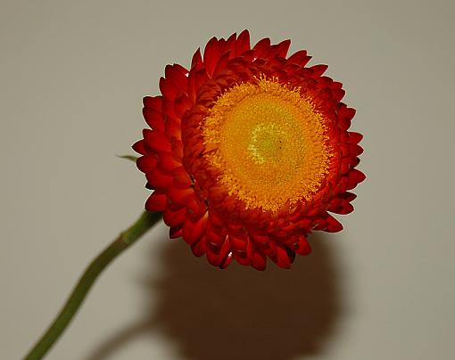Took this one a while back...-dsc_0122.jpg
