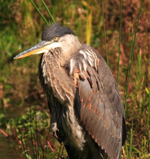 Blue Heron-heron2-medium-.jpg