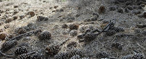 Pine Cones-_dsc8361_crop1_px800.jpg