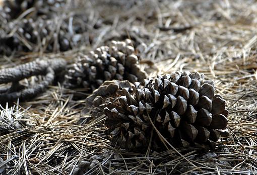 Pine Cones-_dsc8360_px800.jpg