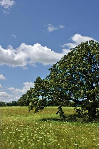 Round Tree-sample.jpg