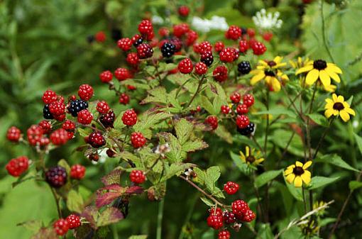 Summer Sweets-pj-wildberries.jpg