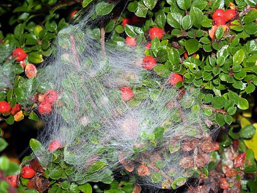 Frosty spiders web-misc-051a.jpg