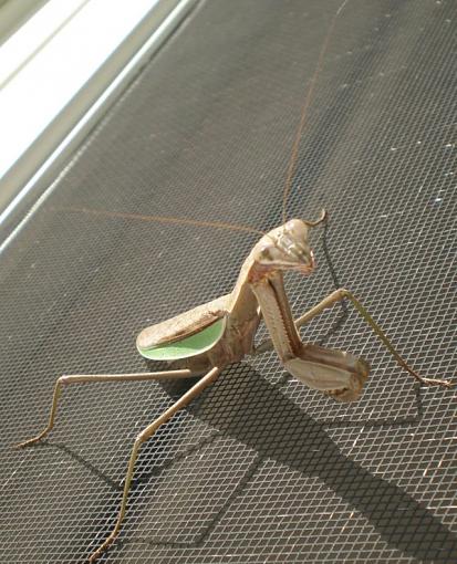 A Mantis on my Screen Door-mantis310-12-2008sm.jpg