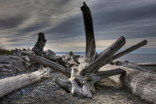 Faces of Driftwood-logs3_1_2-medium-.jpg