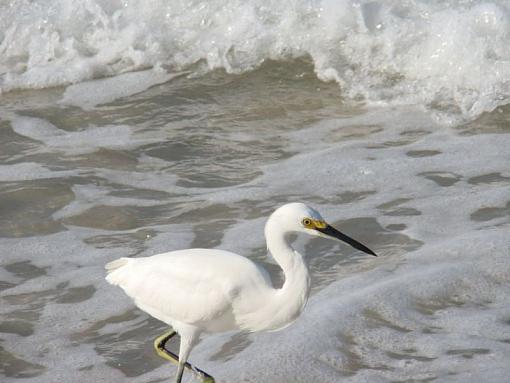 OK you ask for a post..-1-snow-egret-01.jpg