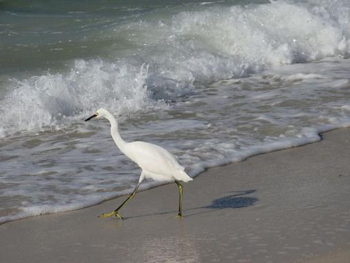 OK you ask for a post..-1-snow-egret-02.jpg