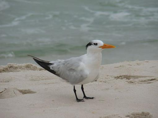 OK you ask for a post..-1tern-01.jpg