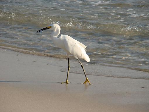 OK you ask for a post..-1-snow-egret-03.jpg