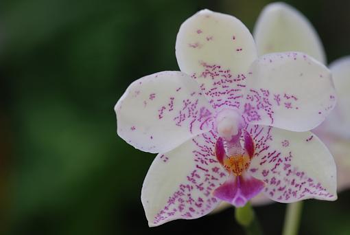 Orchid family-yy.jpg