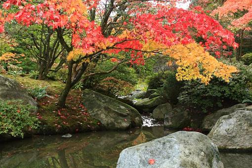 Seattle Arboretum at Fall Time-jpgforcc-medium-.jpg