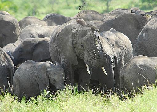 Elephants-_dsc0061_px800.jpg