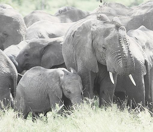 Elephants-000.jpg