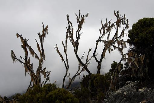 Scary Bush-_dsc8953_px800.jpg