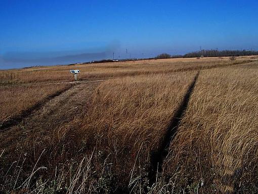 Bushes and Reeds-prairietrailkodsm.jpg