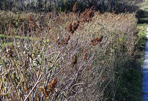 Bushes and Reeds-bushkodsm.jpg