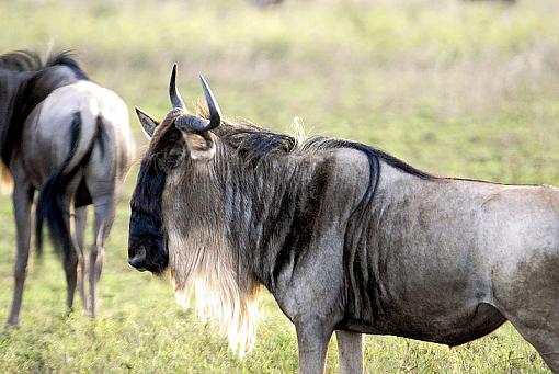 Wildbeest-wb_dsc9948_px800.jpg